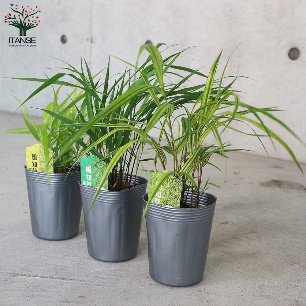 Amazon.co.jp: 風知草(フウチソウ) 9cmポット 3品種(斑入り葉